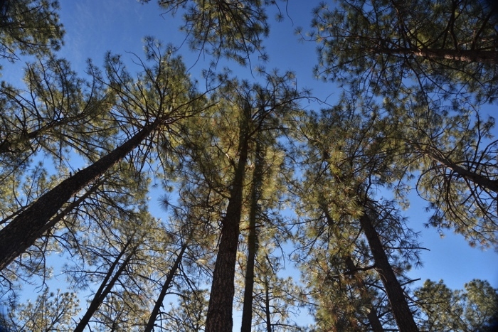 a pine forest area